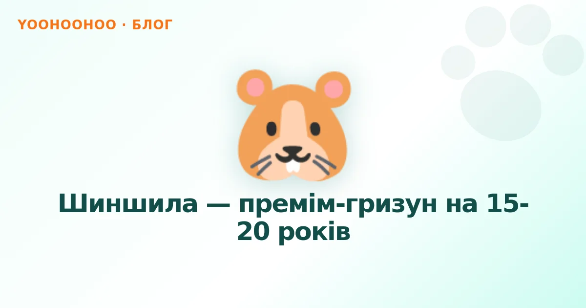Шиншила — премім-гризун на 15-20 років