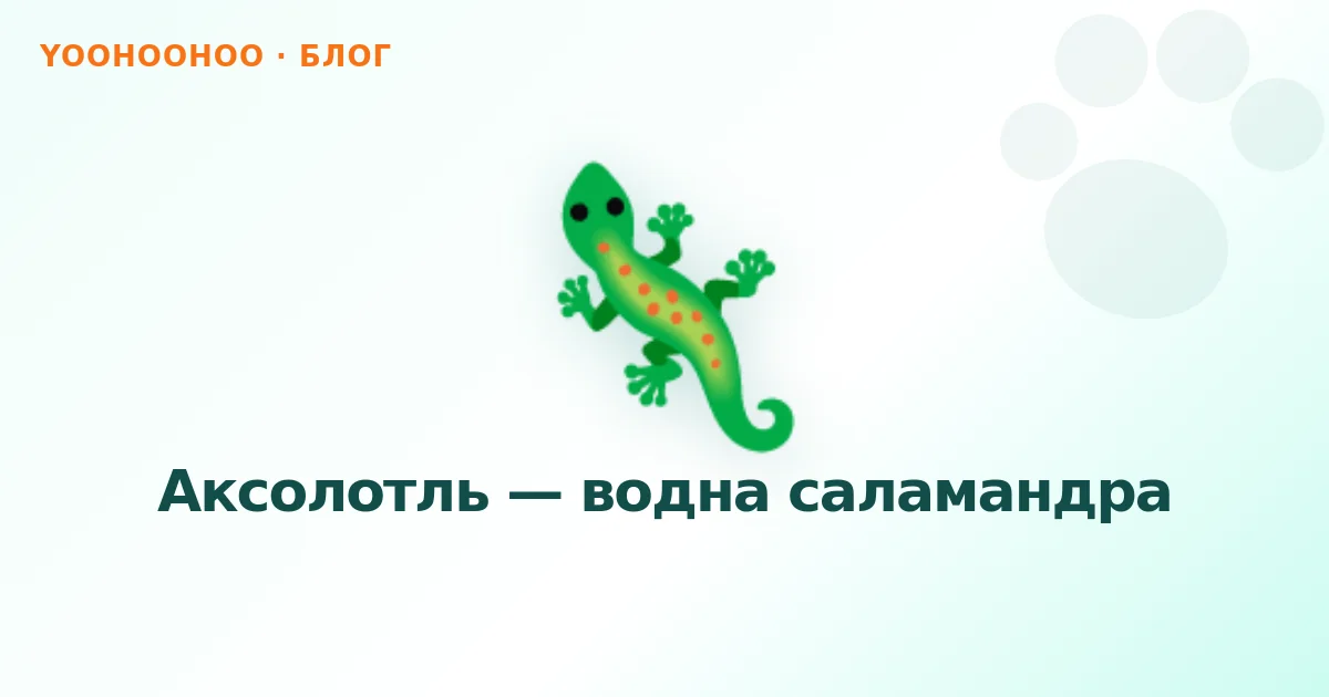 Аксолотль — водна саламандра