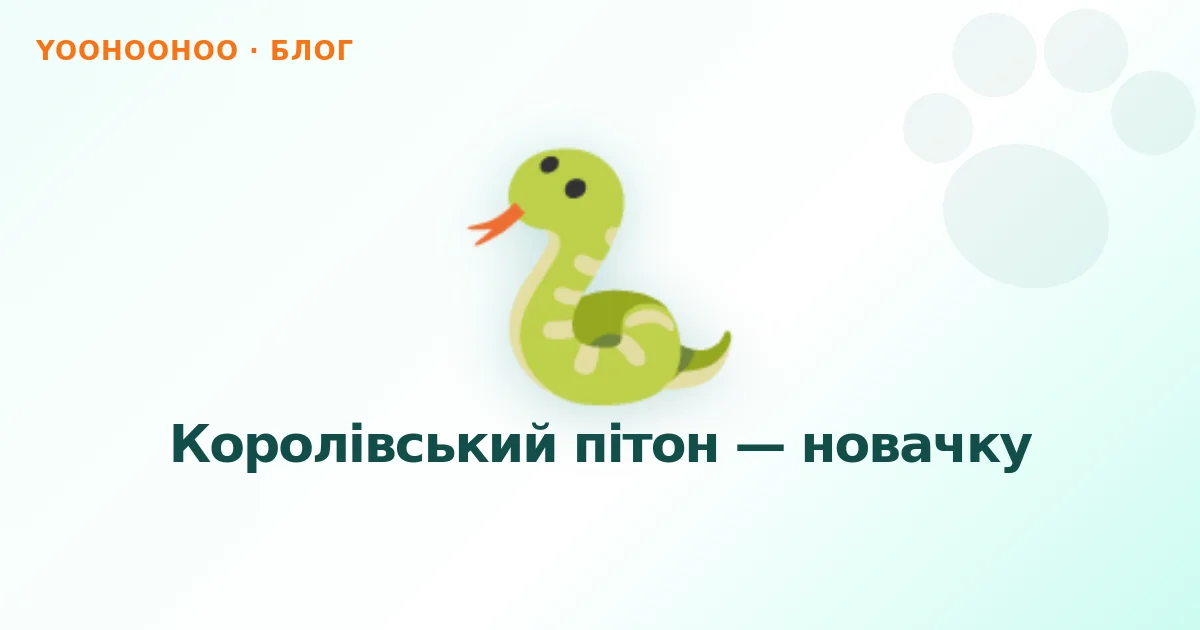 Королівський пітон — новачку