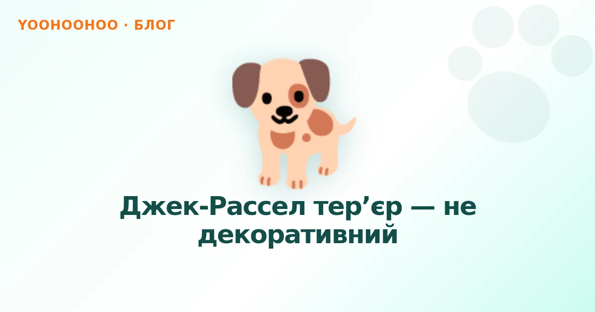 Джек-Рассел тер’єр — не декоративний