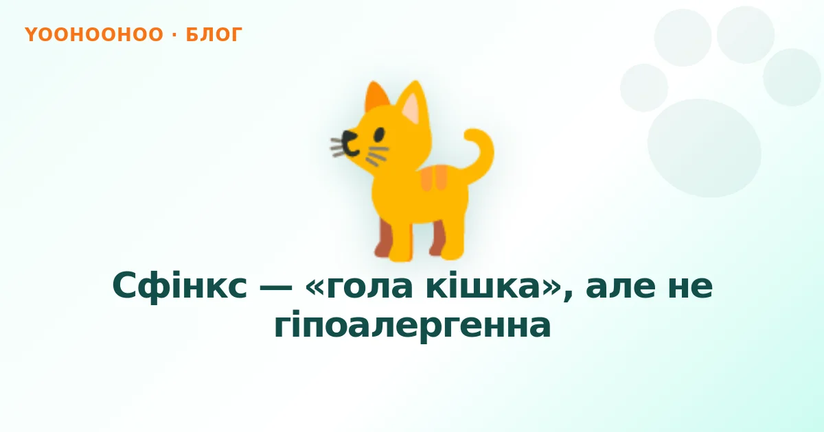 Сфінкс — «гола кішка», але не гіпоалергенна