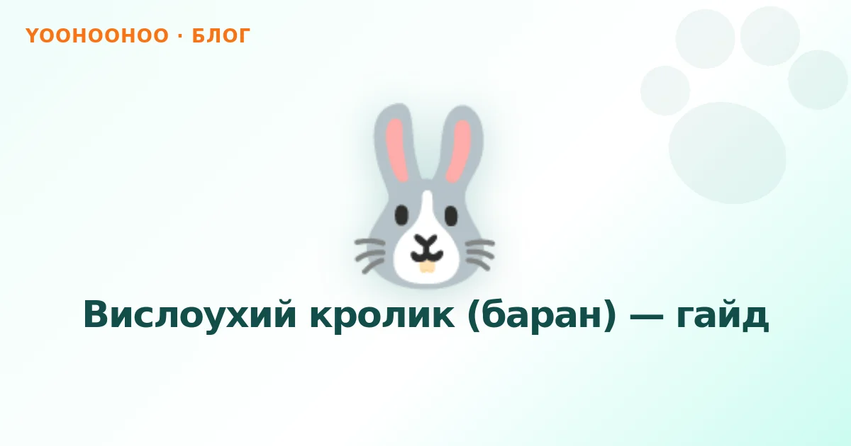 Вислоухий кролик (баран) — гайд