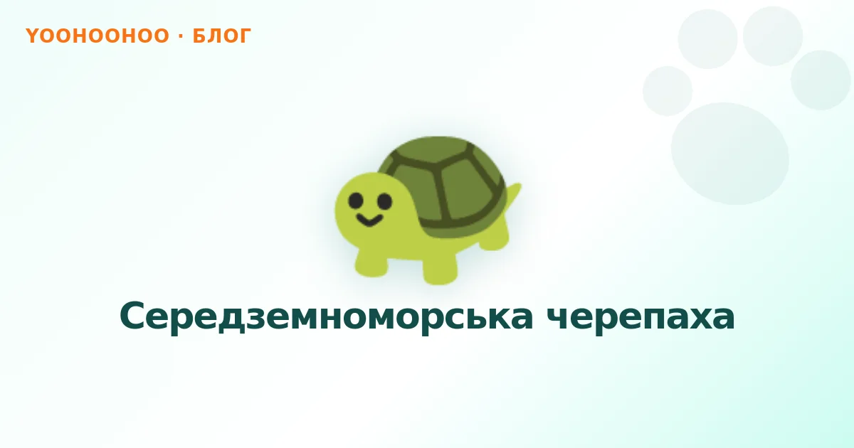 Середземноморська черепаха