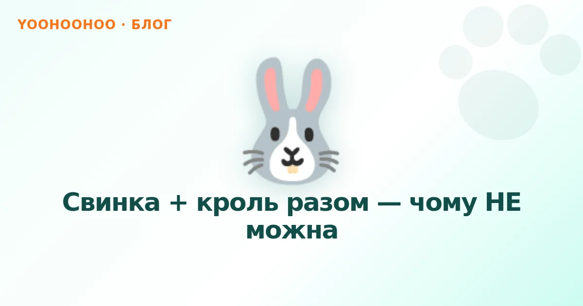 Свинка + кроль разом — чому НЕ можна