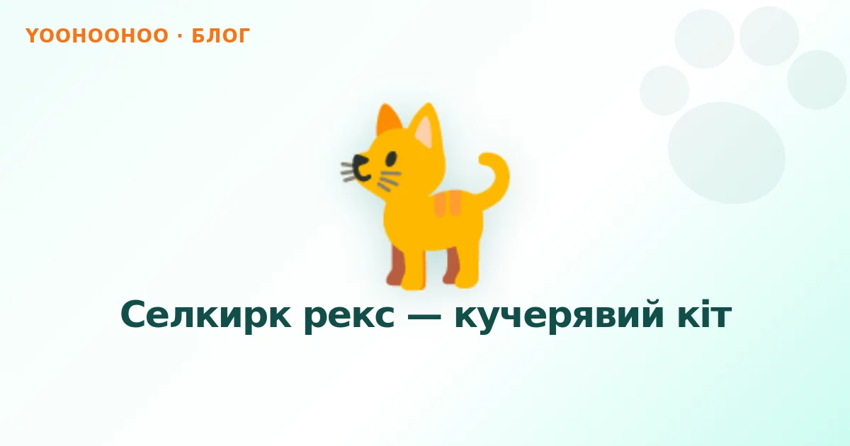 Селкирк рекс — кучерявий кіт