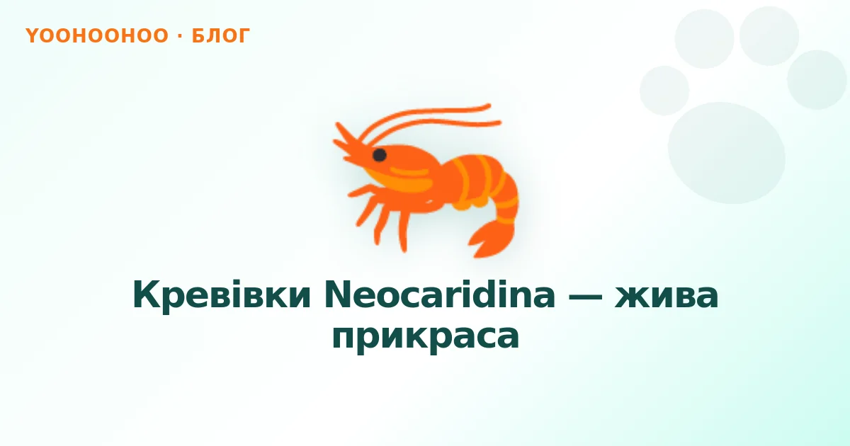 Кревівки Neocaridina — жива прикраса