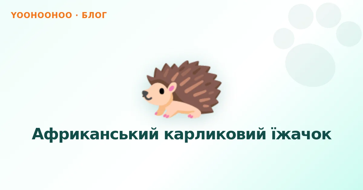 Африканський карликовий їжачок