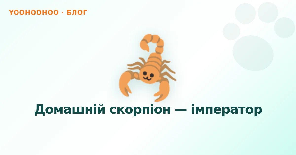 Домашній скорпіон — імператор