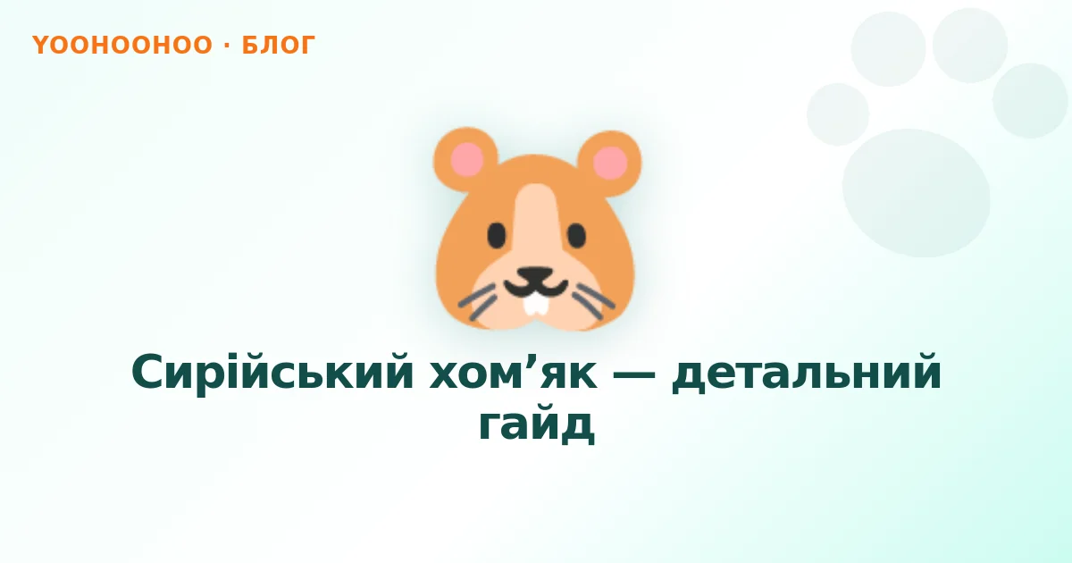 Сирійський хом’як — детальний гайд