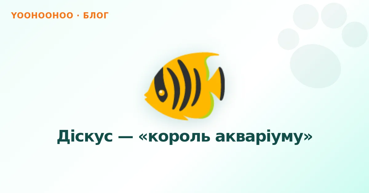 Діскус — «король акваріуму»