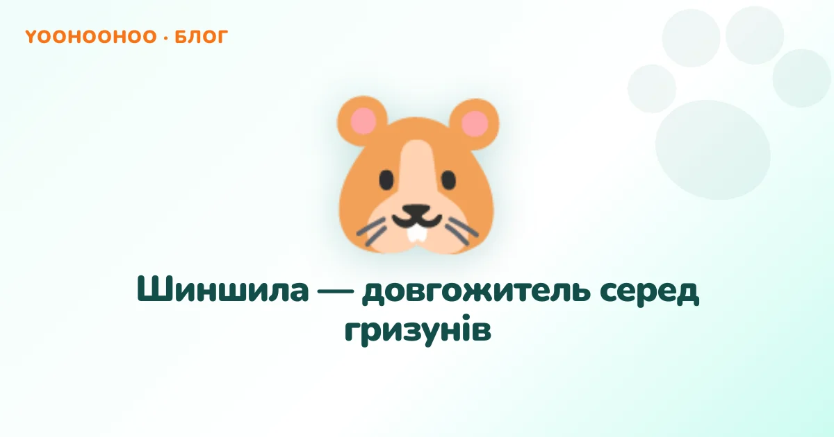 Шиншила — довгожитель серед гризунів