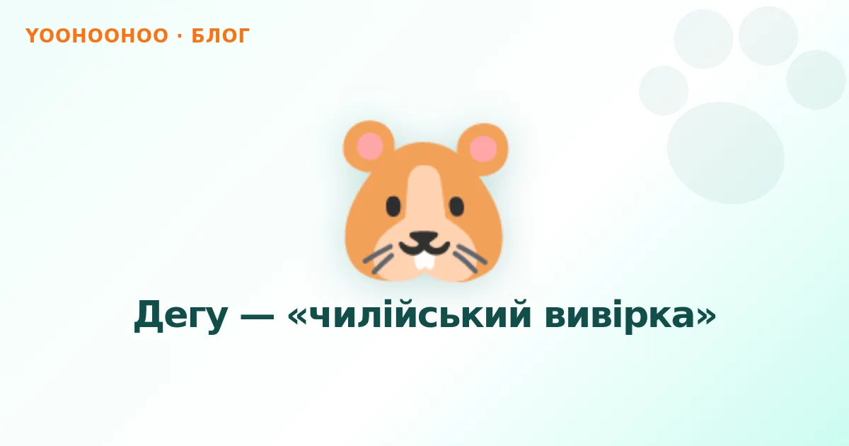 Дегу — «чилійський вивірка»