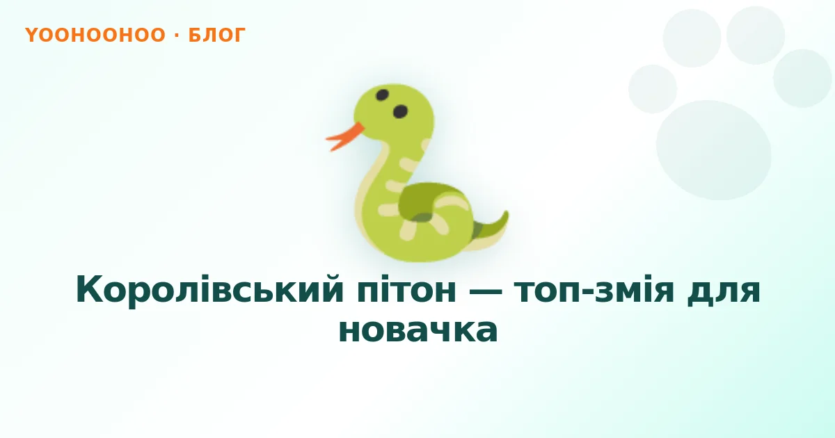 Королівський пітон — топ-змія для новачка