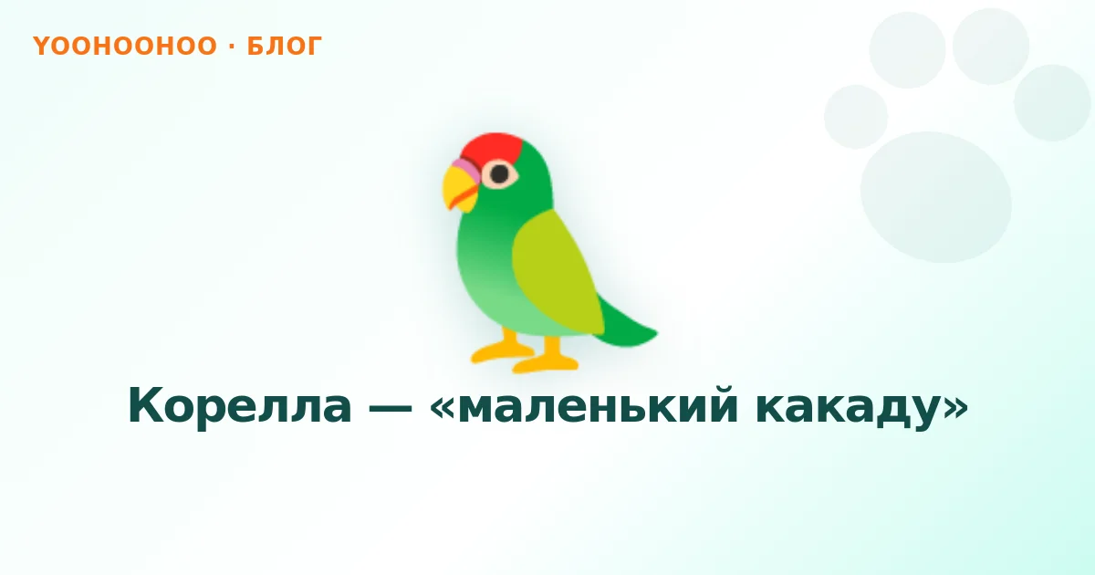 Корелла — «маленький какаду»