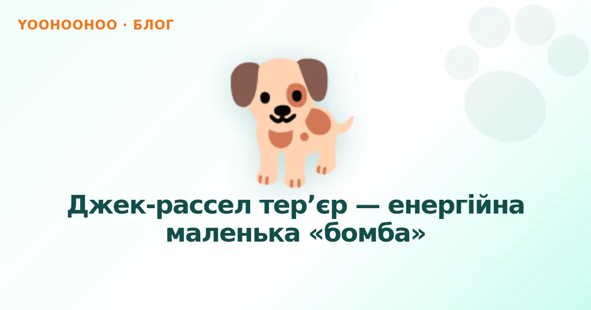 Джек-рассел тер’єр — енергійна маленька «бомба»