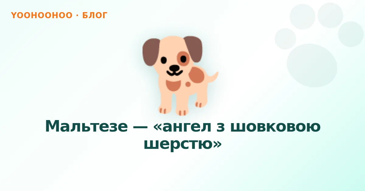 Мальтезе — «ангел з шовковою шерстю»