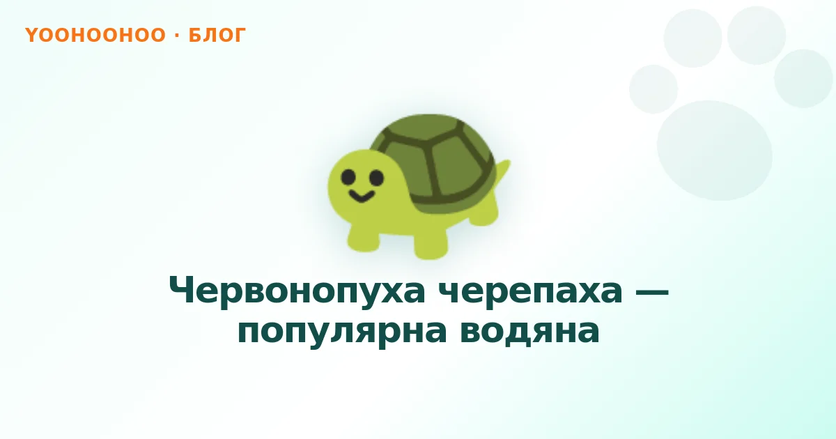 Червонопуха черепаха — популярна водяна