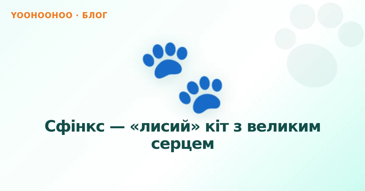 Сфінкс — «лисий» кіт з великим серцем
