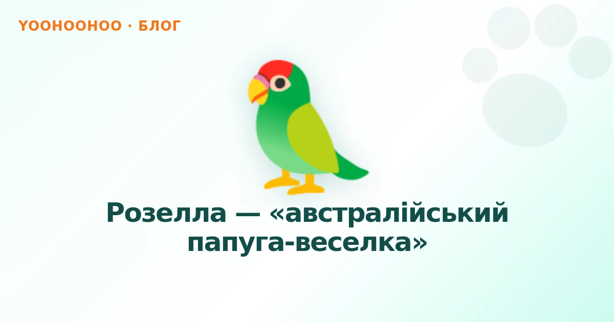 Розелла — «австралійський папуга-веселка»
