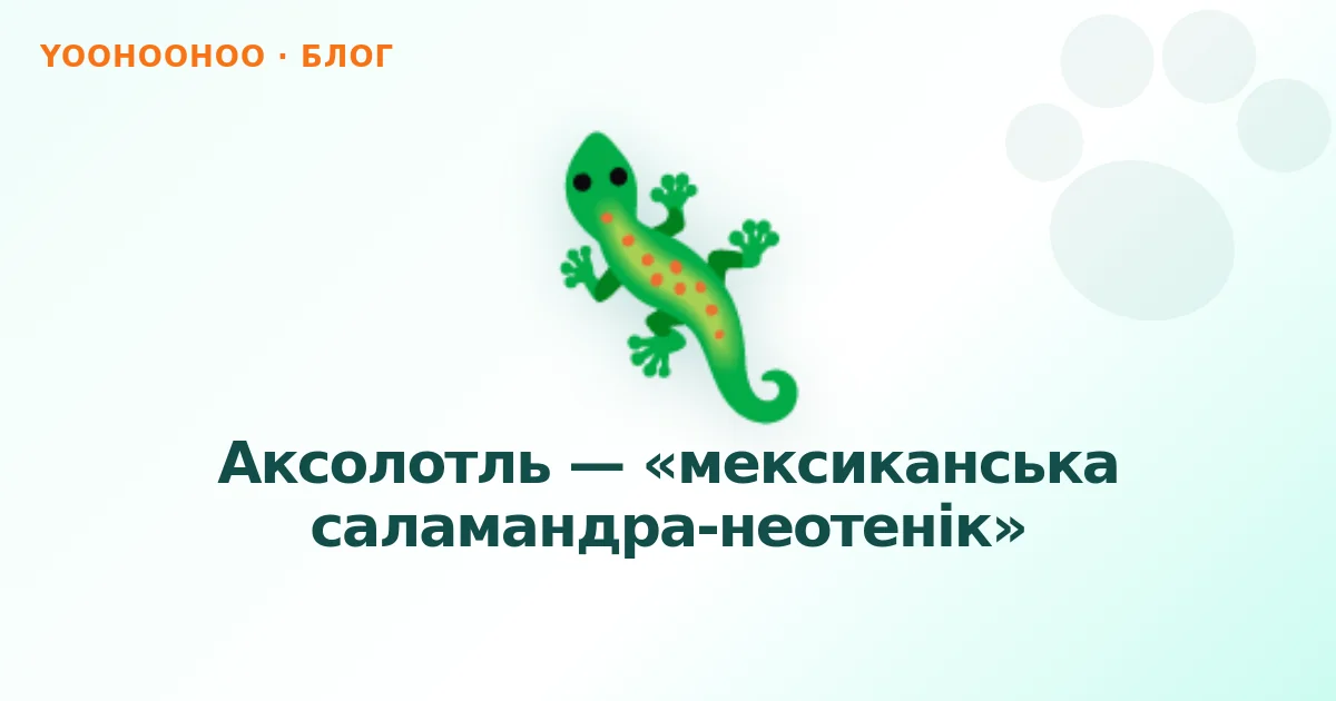 Аксолотль — «мексиканська саламандра-неотенік»