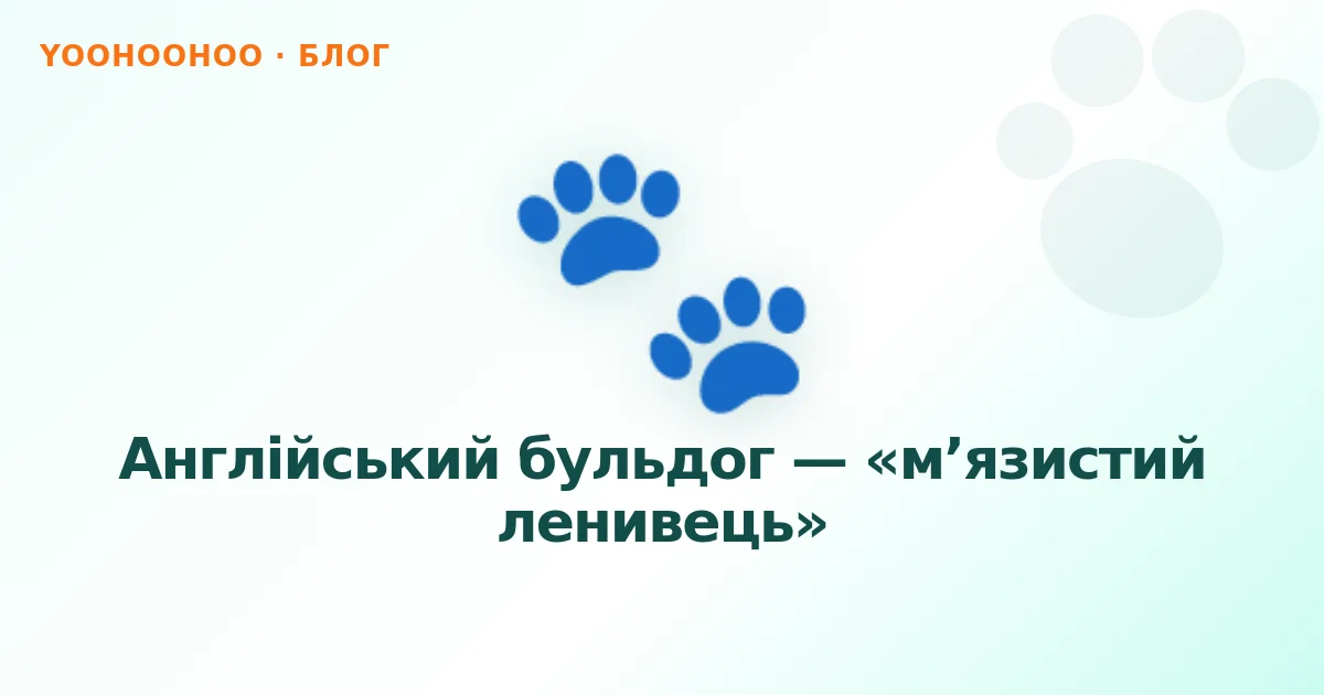 Англійський бульдог — «м’язистий ленивець»