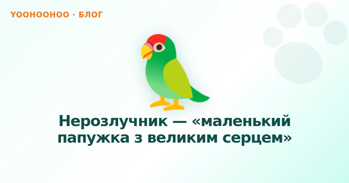 Нерозлучник — «маленький папужка з великим серцем»