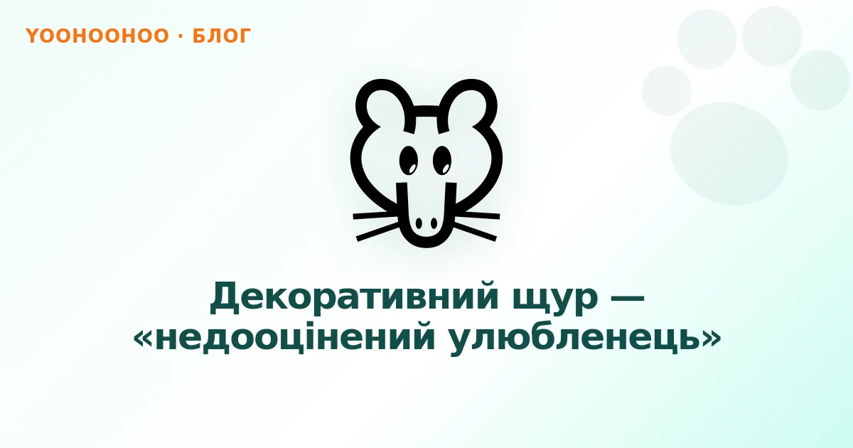 Декоративний щур — «недооцінений улюбленець»