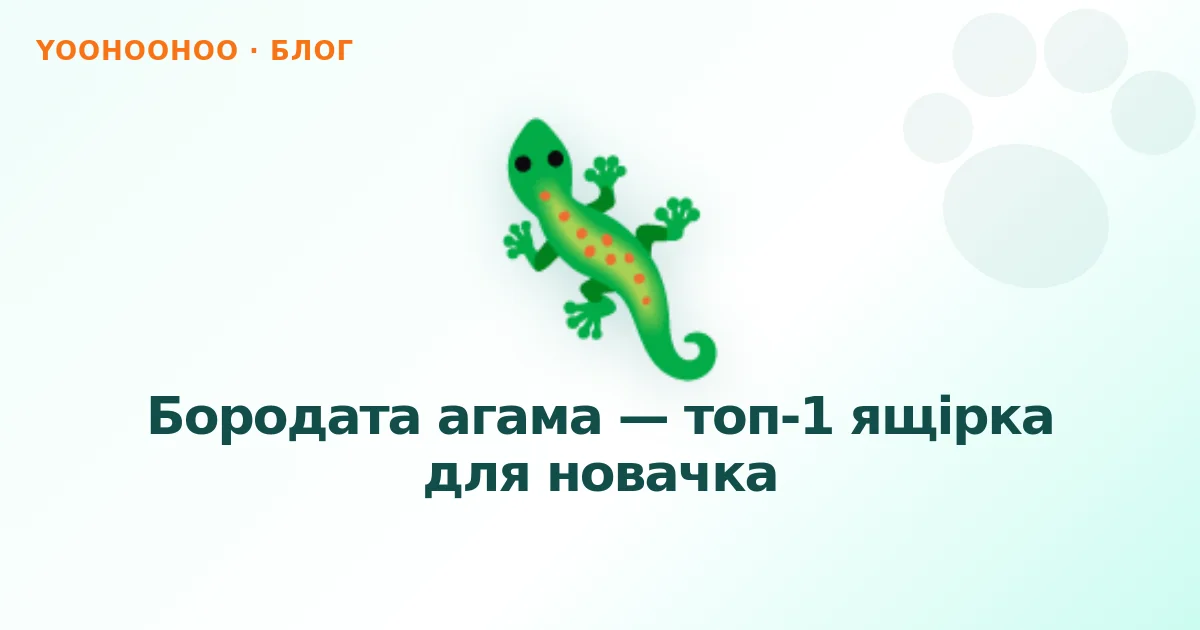 Бородата агама — топ-1 ящірка для новачка