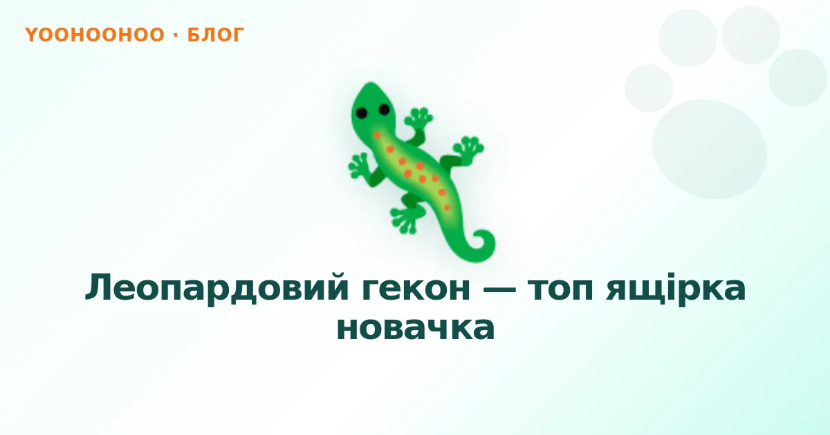 Леопардовий гекон — топ ящірка новачка
