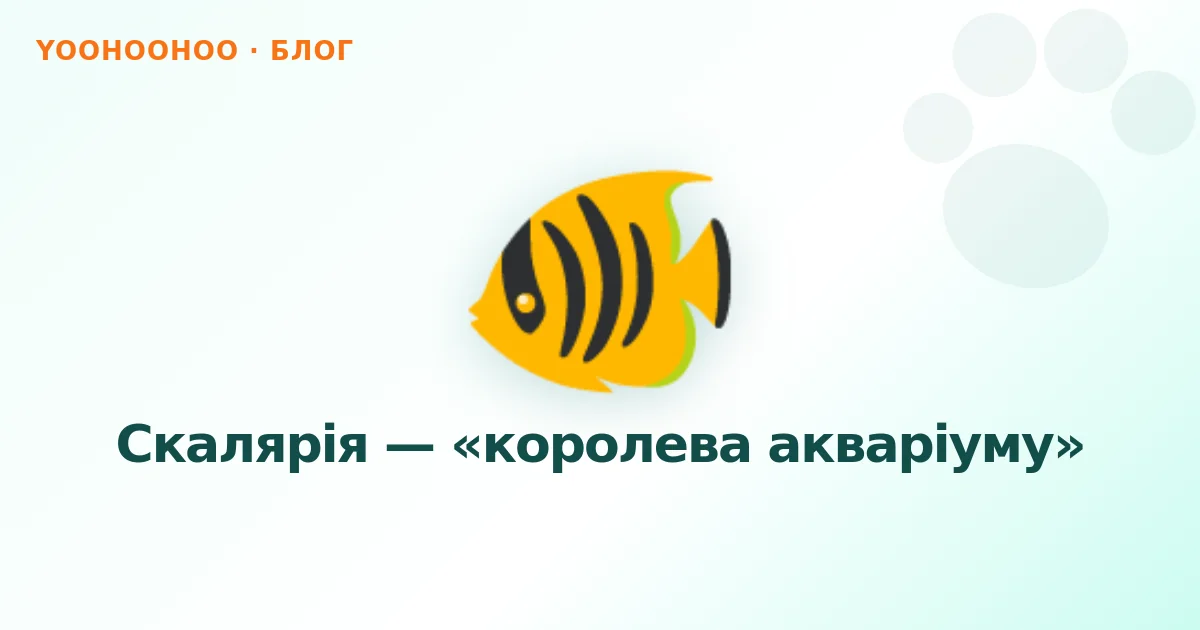 Скалярія — «королева акваріуму»