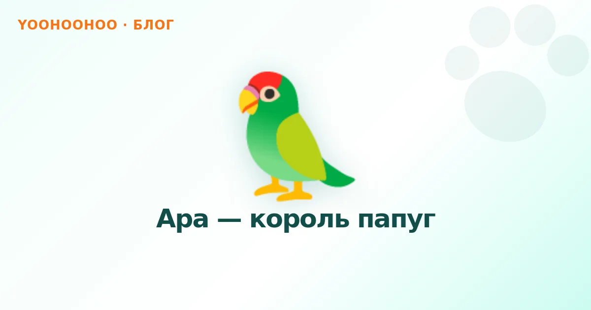 Ара — король папуг