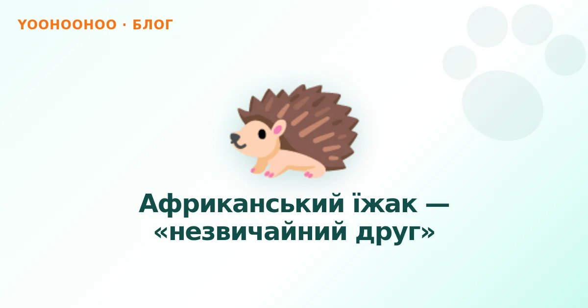 Африканський їжак — «незвичайний друг»