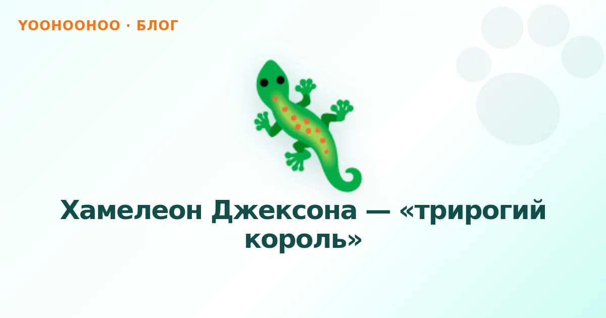 Хамелеон Джексона — «трирогий король»