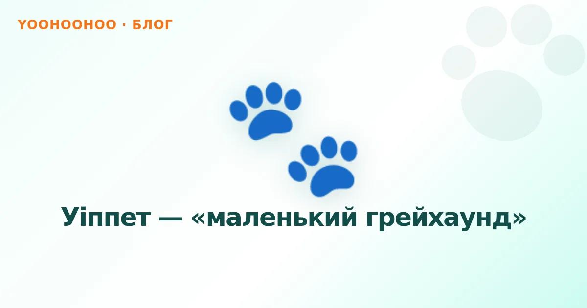 Уіппет — «маленький грейхаунд»