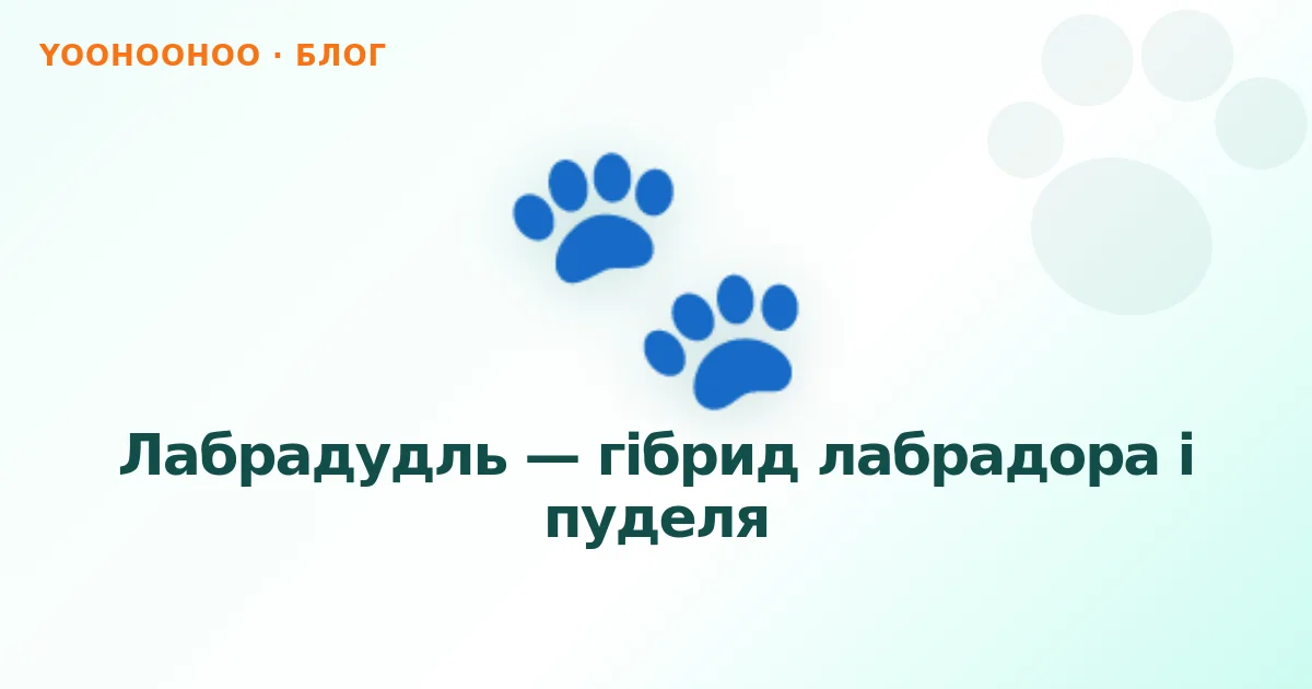 Лабрадудль — гібрид лабрадора і пуделя