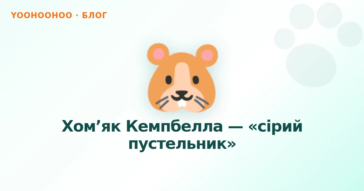 Хом’як Кемпбелла — «сірий пустельник»