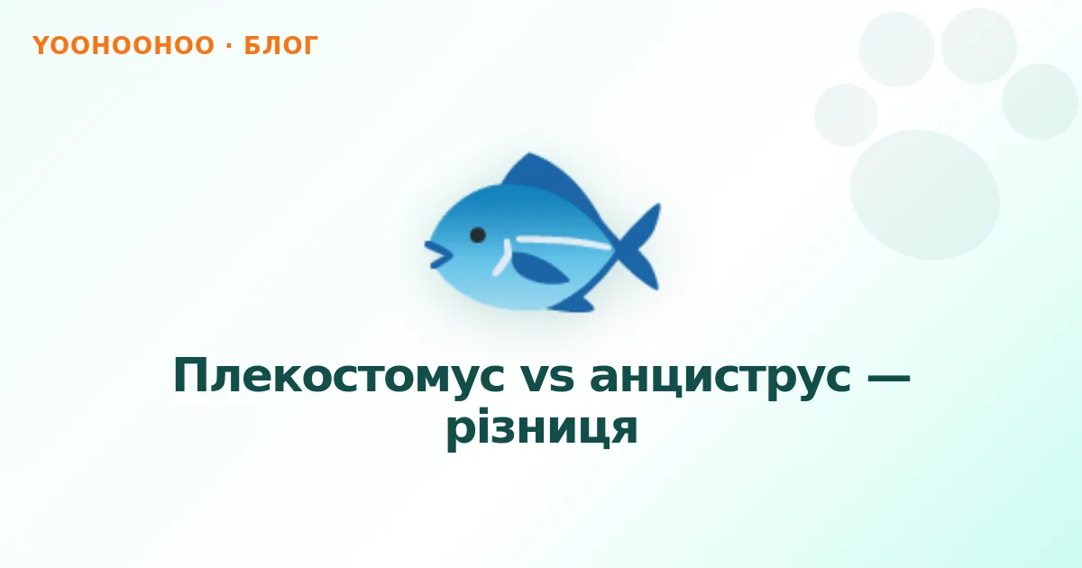 Плекостомус vs анциструс — різниця