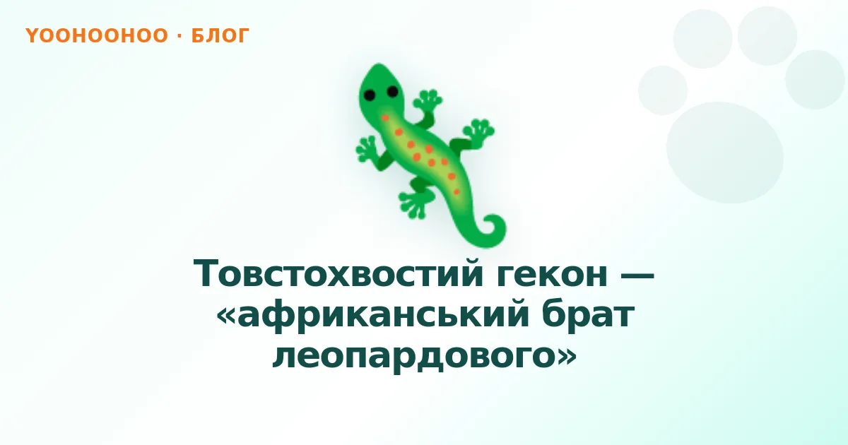Товстохвостий гекон — «африканський брат леопардового»