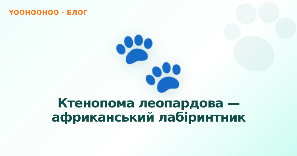 Ктенопома леопардова — африканський лабіринтник