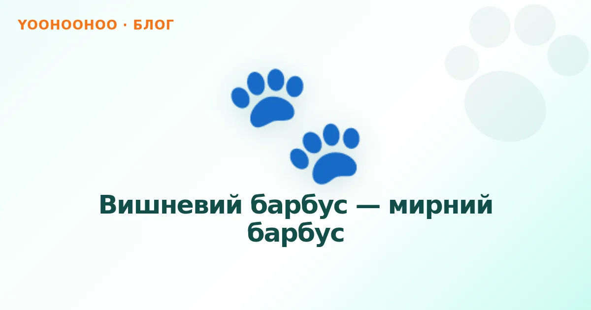 Вишневий барбус — мирний барбус