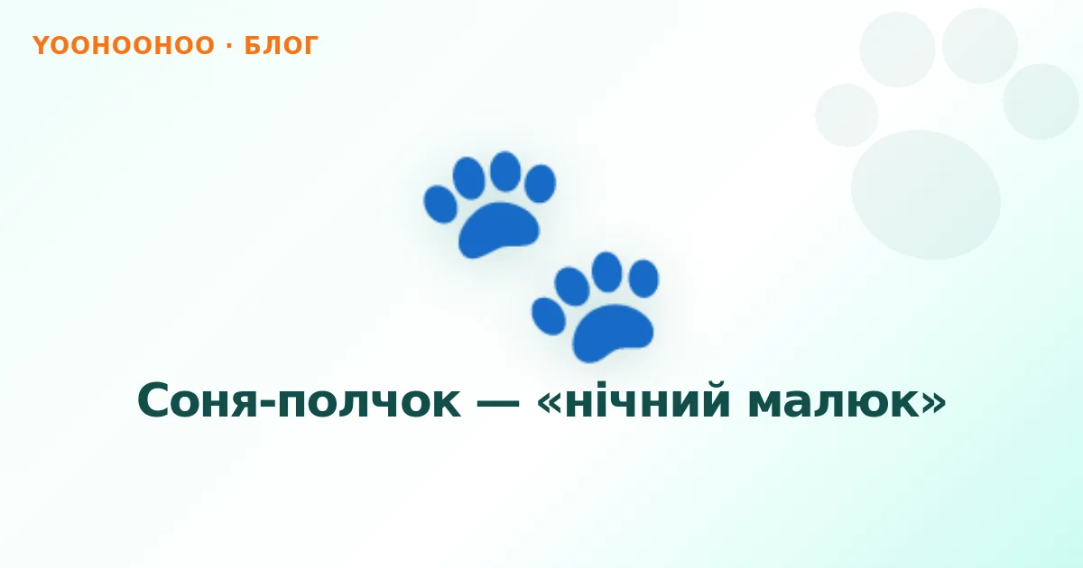 Соня-полчок — «нічний малюк»