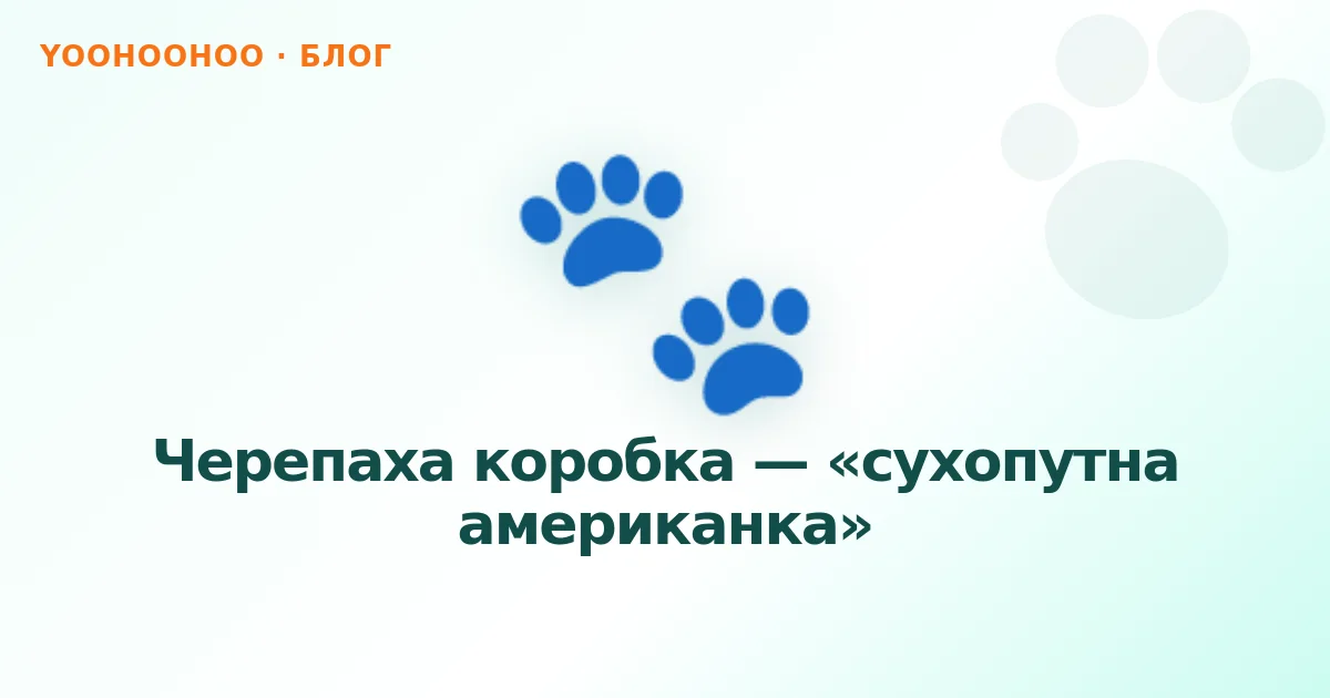Черепаха коробка — «сухопутна американка»
