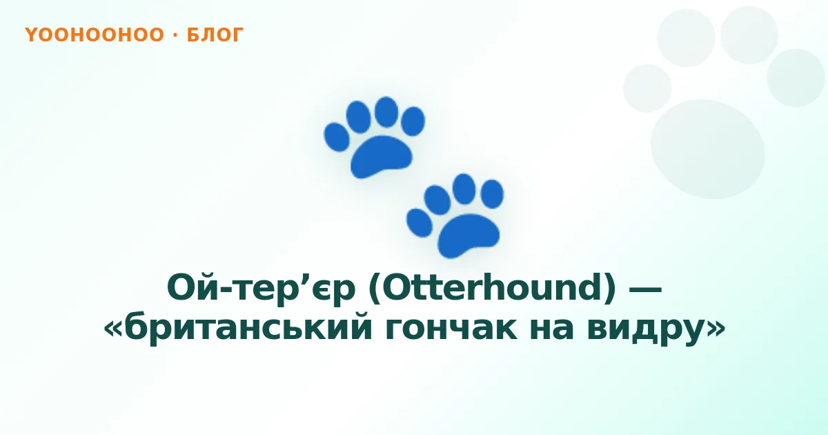 Ой-тер’єр (Otterhound) — «британський гончак на видру»