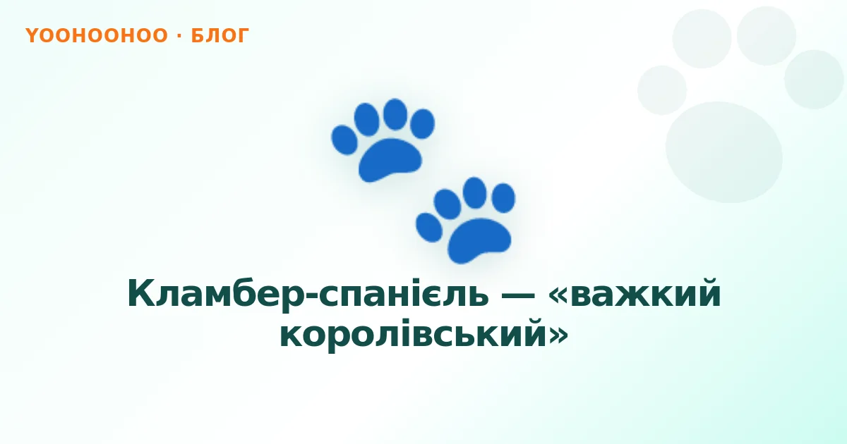 Кламбер-спанієль — «важкий королівський»