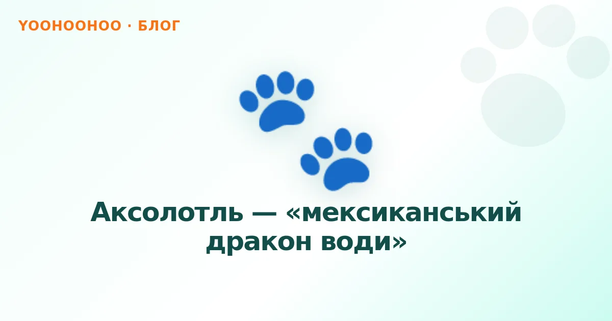 Аксолотль — «мексиканський дракон води»