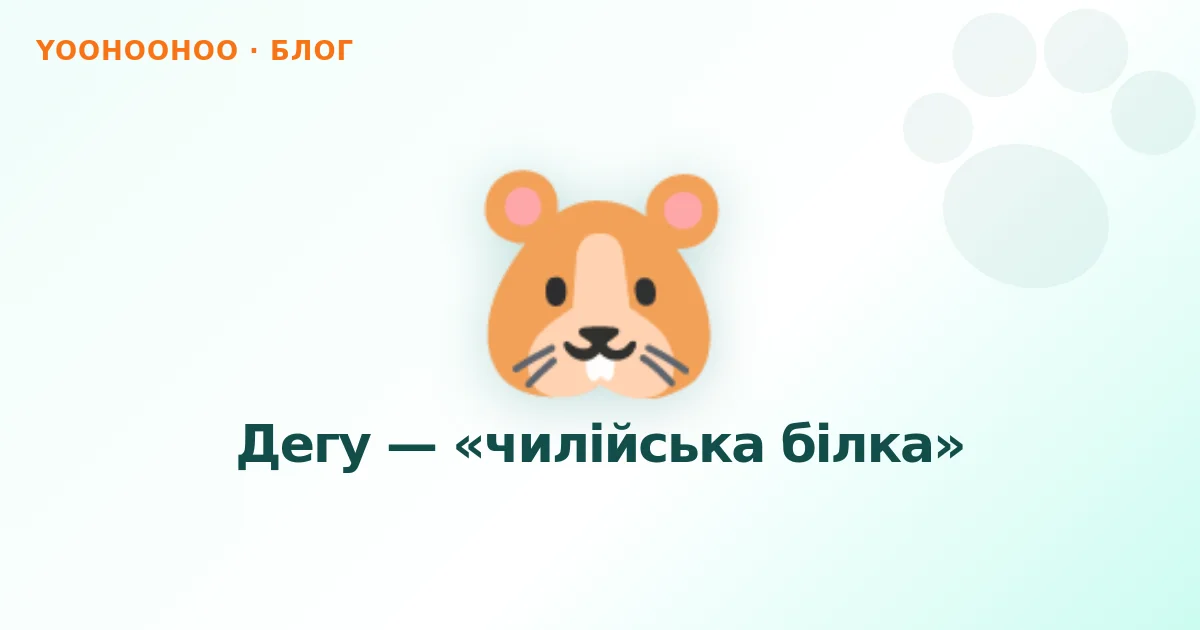 Дегу — «чилійська білка»