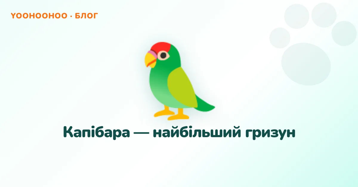 Капібара — найбільший гризун