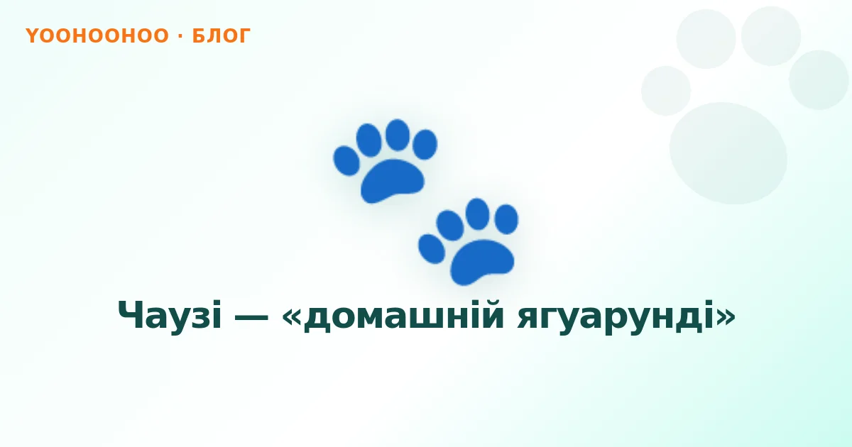 Чаузі — «домашній ягуарунді»