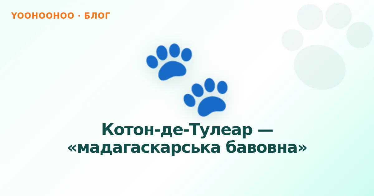 Котон-де-Тулеар — «мадагаскарська бавовна»