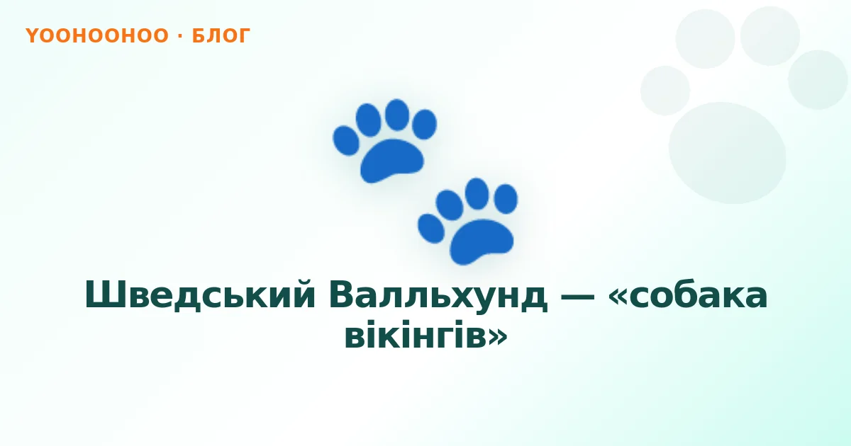 Шведський Валльхунд — «собака вікінгів»